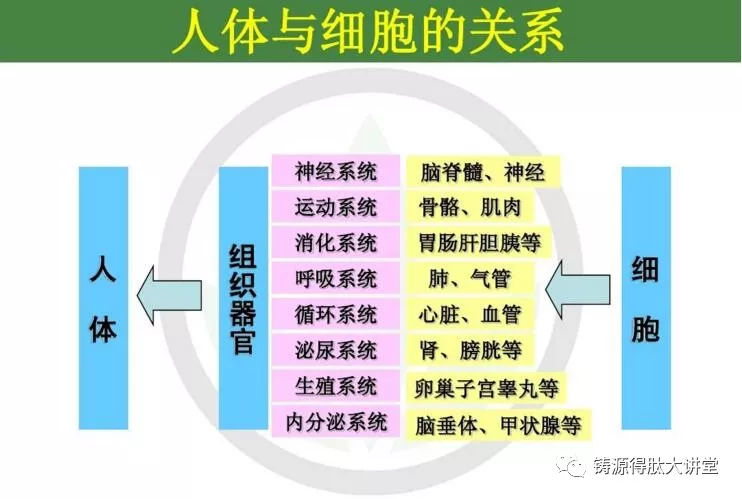 小分子肽的成效与作用 慢性病的“救星”