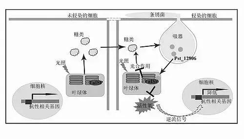 植物病毒原体如何检测？检测植物病毒体用来助力科研