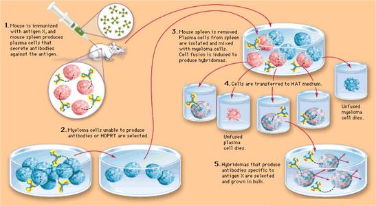抗原多肽设计的基本原则