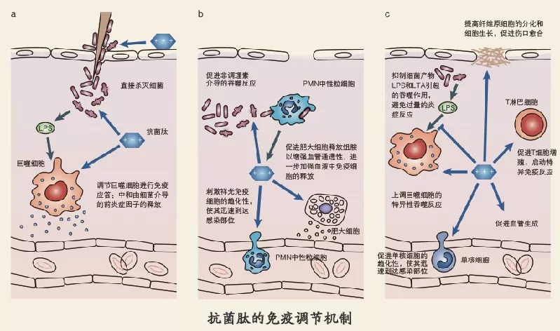 什么是抗菌肽？抗菌肽到底有哪些效果？