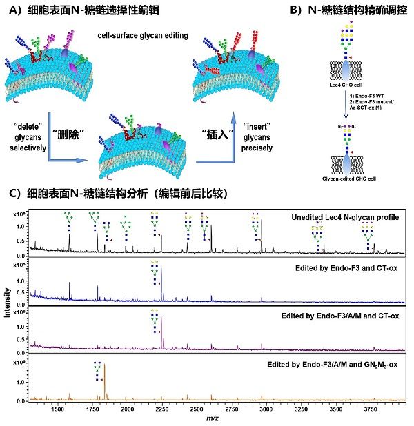 经过活细胞表面糖链​编辑技术完成药物受体糖基化功用研讨