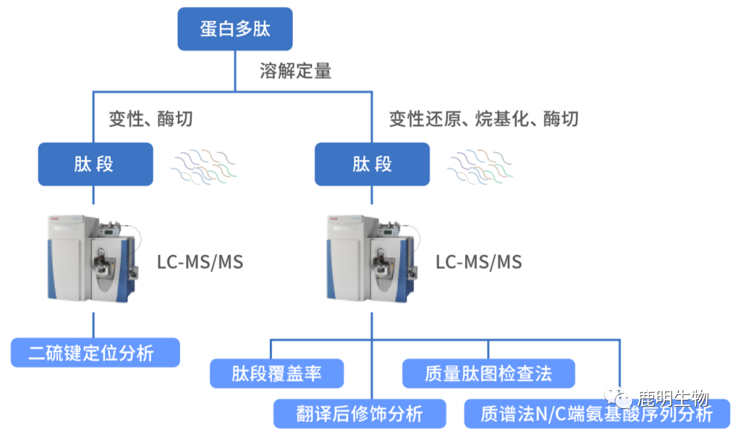 生物药定性分析检验（蛋白质、多肽）、临床医学前DMPK科学研究及微生物剖析、生物药