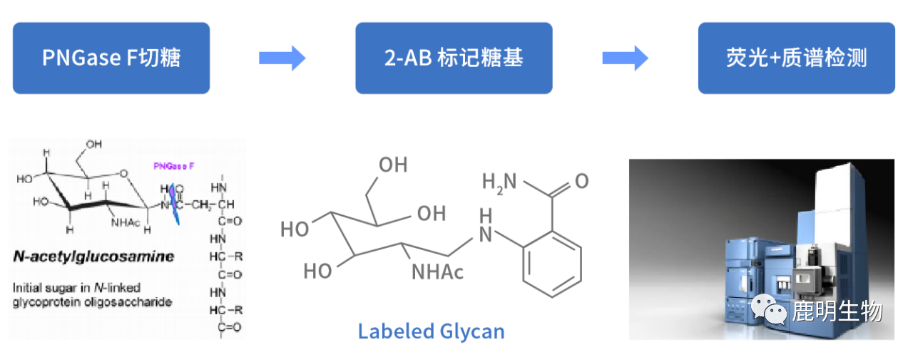 生物药定性分析检验（蛋白质、多肽）、临床医学前DMPK科学研究及微生物剖析、生物药