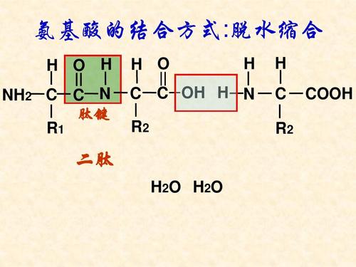 和大家谈谈肽键与氨基酸的关系