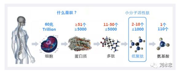 插入氨基酸可将微生物多肽活性提升40倍