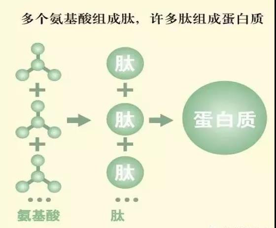 诺奖评审组:小分子活性肽与保健产品的几个差别