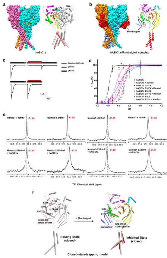 Differences in physical and chemical basis of regulation effect of mambalgin1 toxin peptide on different species