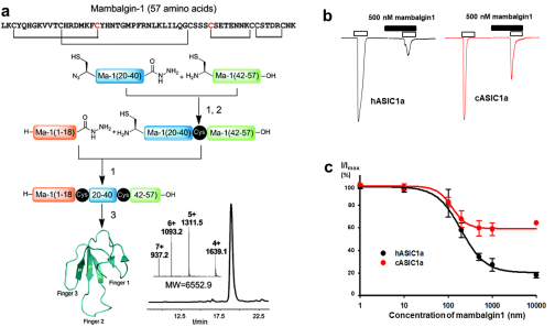 the inhibitory effects of mambalgin toxin on human and chicken derived ASIC channels are significantly different