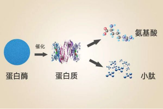 多肽的副作用是什么？多肽对皮肤有有副作用吗？