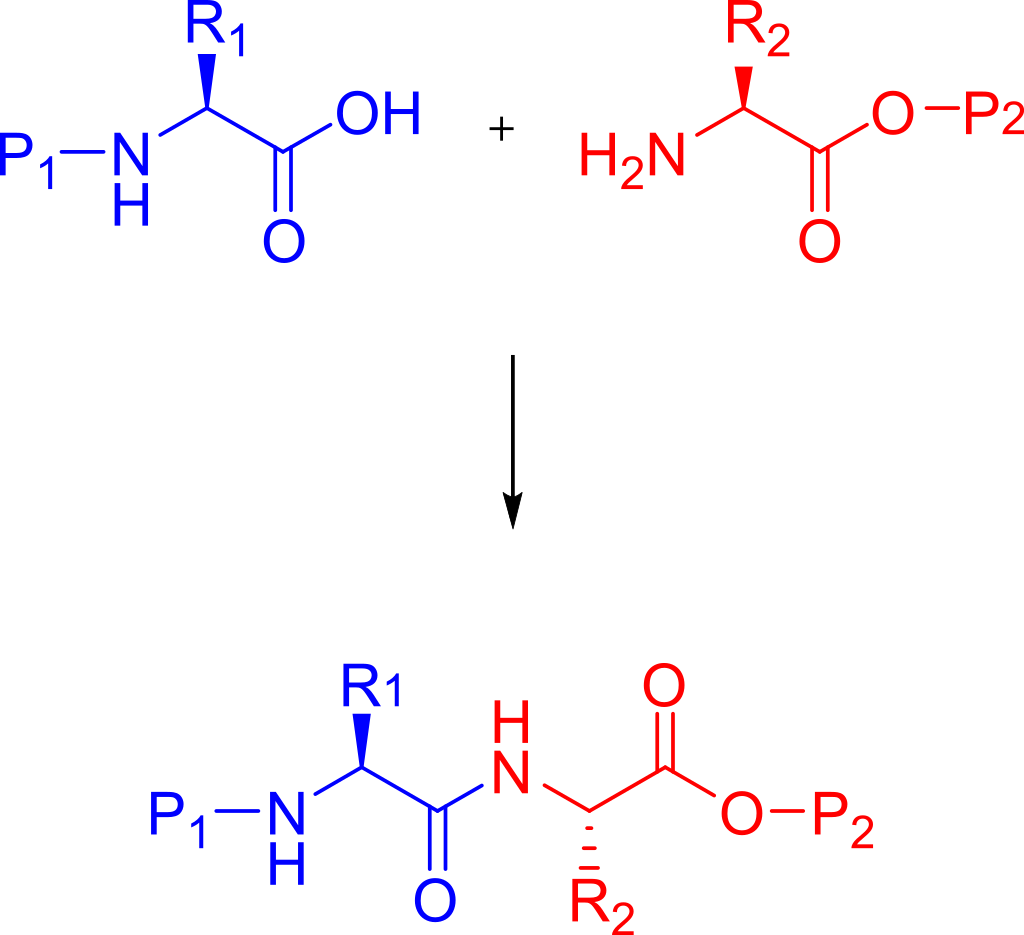 固拓生物-肽合成的介绍