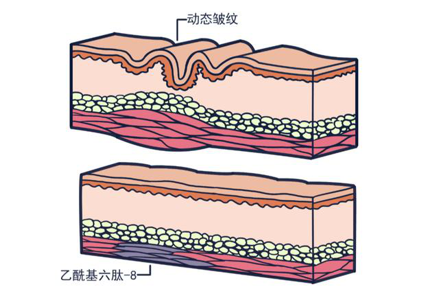 今天固拓生物以第一人称谈谈美容多肽家族的应用