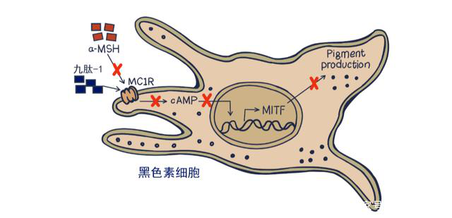 今天固拓生物以第一人称谈谈美容多肽家族的应用