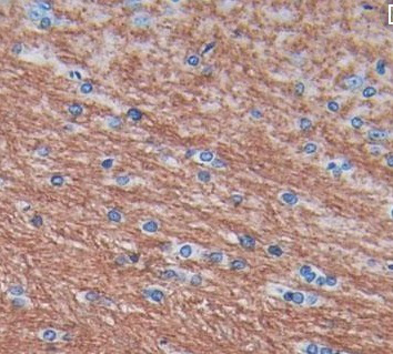 MOG polyclonal antibody