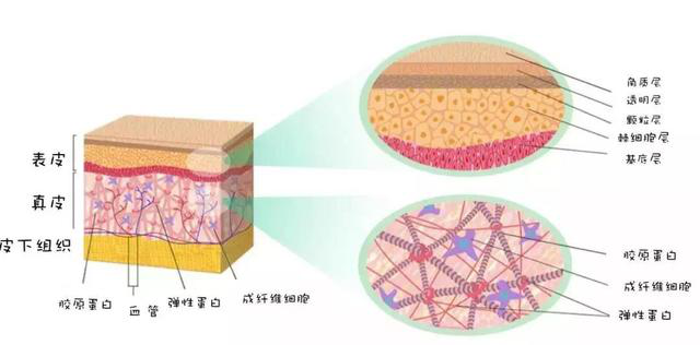 Collagen peptide layout