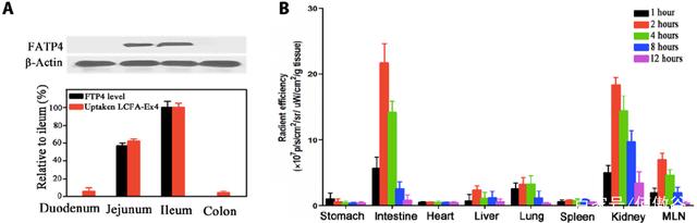 The absorption of LCFA-Ex 4 conformed to FATP4 distribution and was mainly absorbed by jejunum and ileum within 2-4 hours.jpg