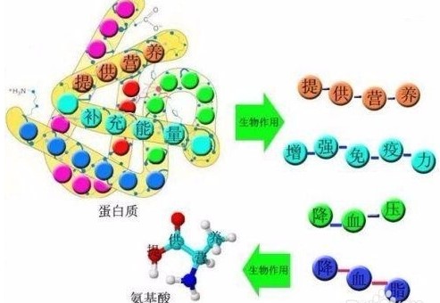 活性多肽与人们身心健康，你了解多少！