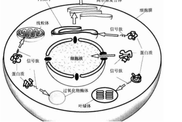 抗衰老三巨头之多肽，类型多到爆炸，到底该怎么选呢？