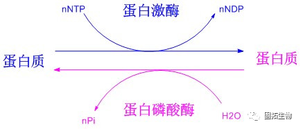 多磷酸化多肽标记技术