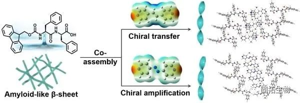 短肽分子的手性控制组装取得了进展