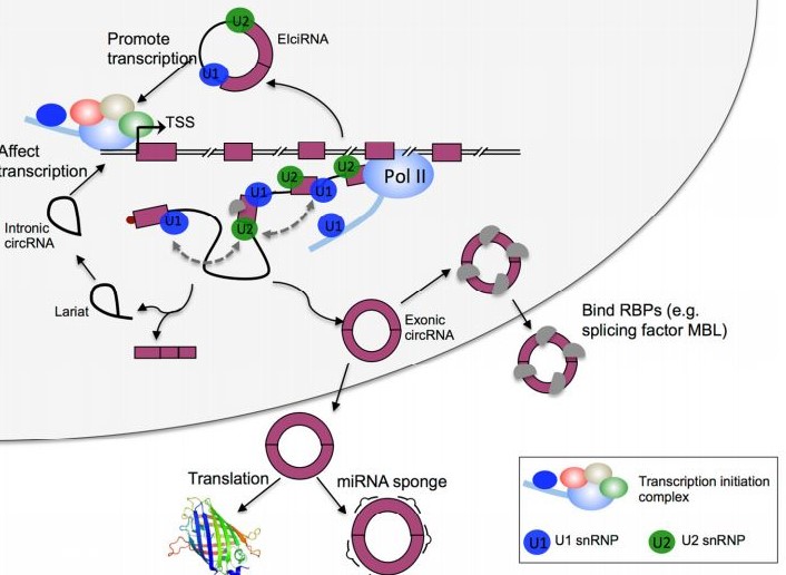 circ-AKT3编号的多肽根据竞争融合PDK1抑止脑肿瘤 
