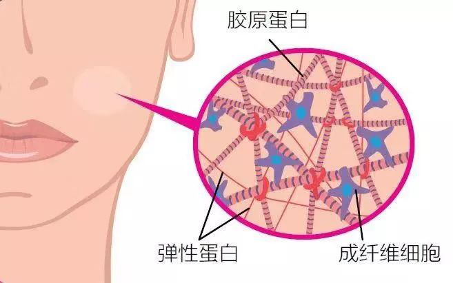 氨基酸的归类、特性与运用