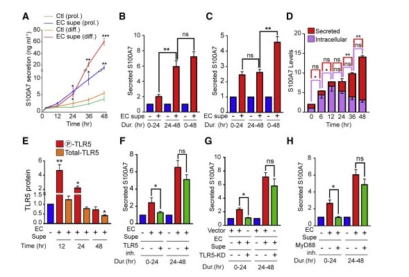 科学研究工作人员发现激起抗菌肽的体制：秘密就藏在肌肤当中