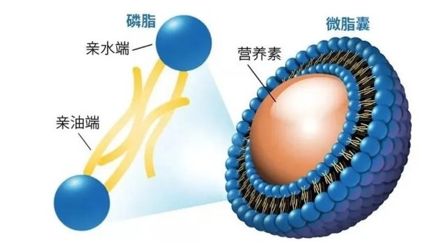 肽类护肤盛行 ，爱美丽的小公举你对“肽”掌握是多少？