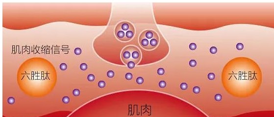 岁月不饶人，全肤质都可以用的抗衰老成份——多肽