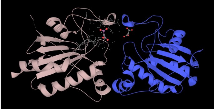 肽键的特性和肽的作用