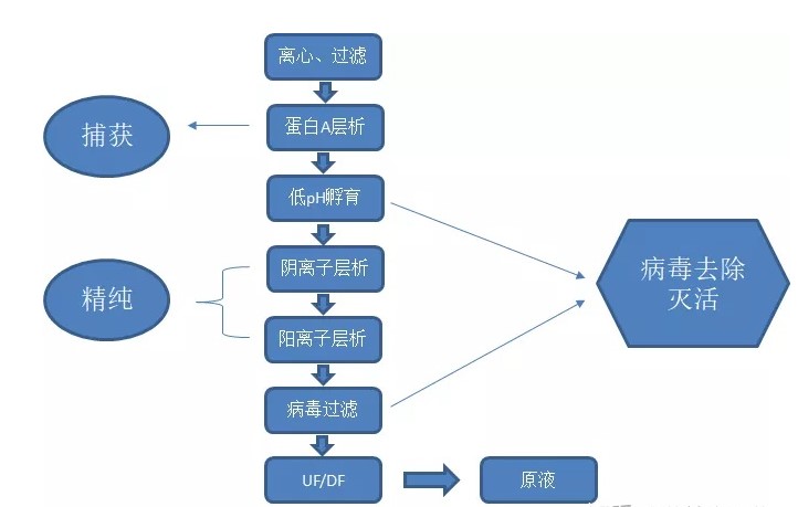 如何提高抗体纯化高效率？ 今日聊一聊离心、过滤