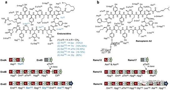 利用CRISPR-Cas9对非核糖体肽合成酶进行编辑可产生新型抗生素