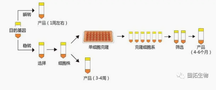 哺乳动物细胞蛋白表达