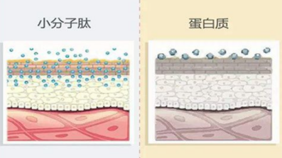 有着神奇功能的美容肽，超级肽