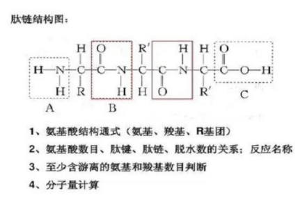 肽键结构式