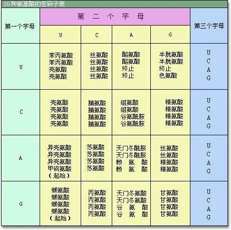 20种常见的氨基酸分类